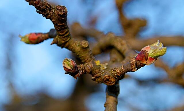 Streuobstwiese